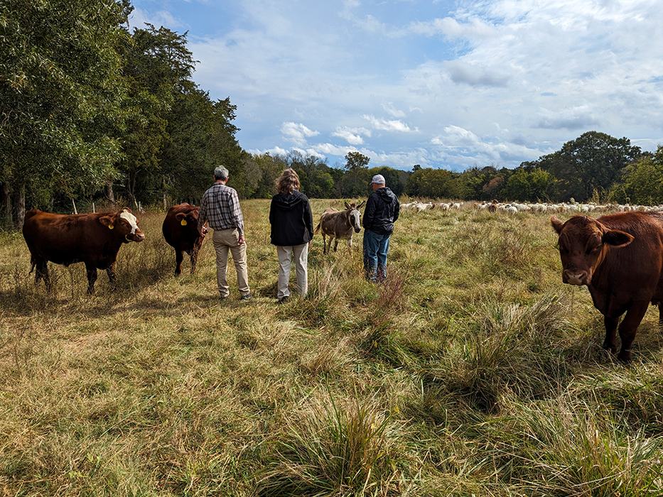 Jeff, Susan, and Dale mingle with the cattle, donkey, and sheep at Okfuskee Farm