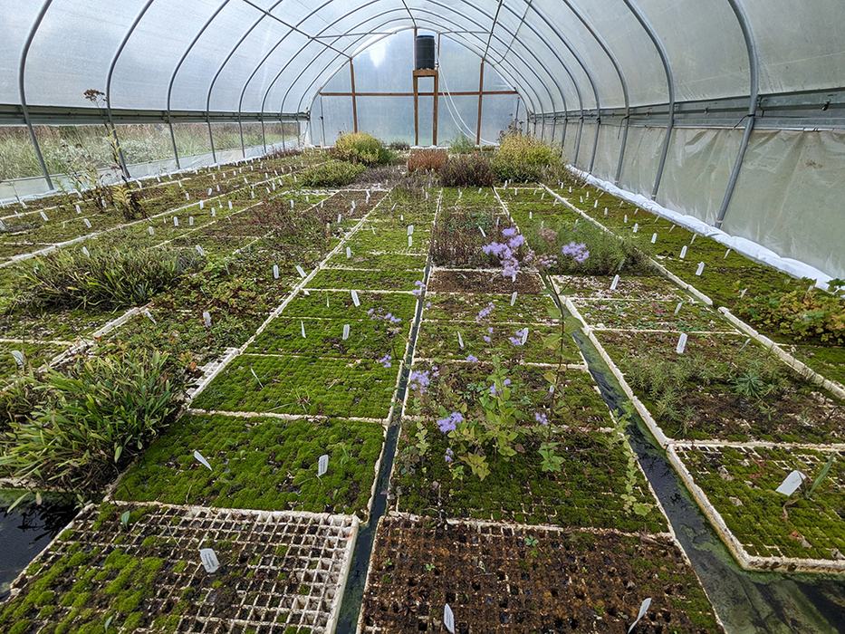 Farrell utilizes a repurposed tobacco float system to propagate plants. These styrofoam trays are floating on about two feet of water.