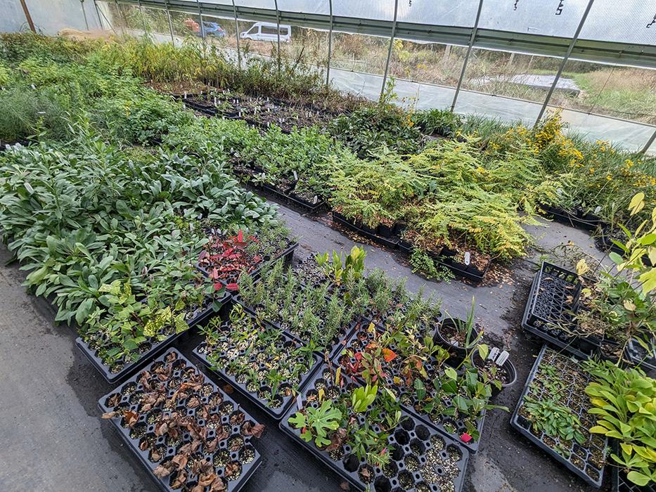 Dutch Buffalo Farm grows over 80 species of native wildflowers, most grown from responsibly wild-collected seed.
