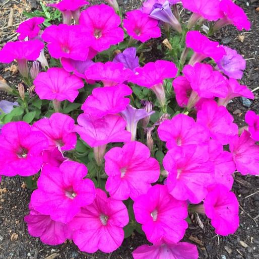 Pink petunia flowers