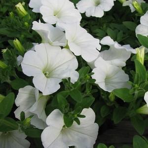 White petunia flowers