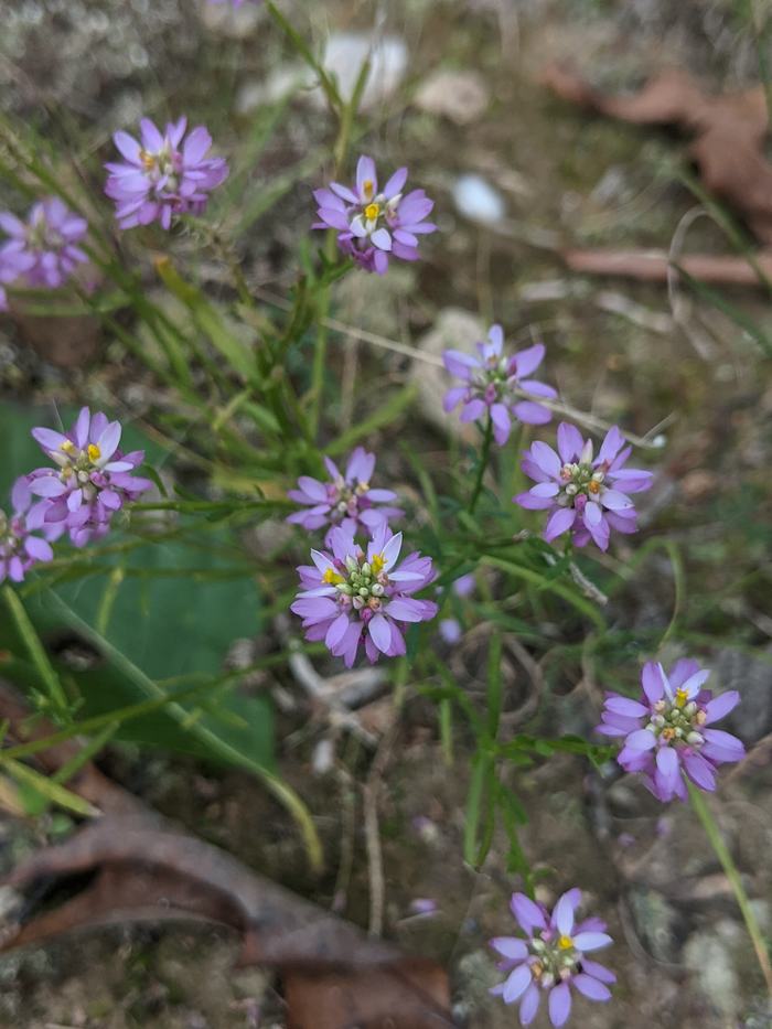 small purple flowers (Appalachian milkwort)