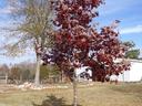 Young oak tree with red autumn leaves in grassy yard with barn in background