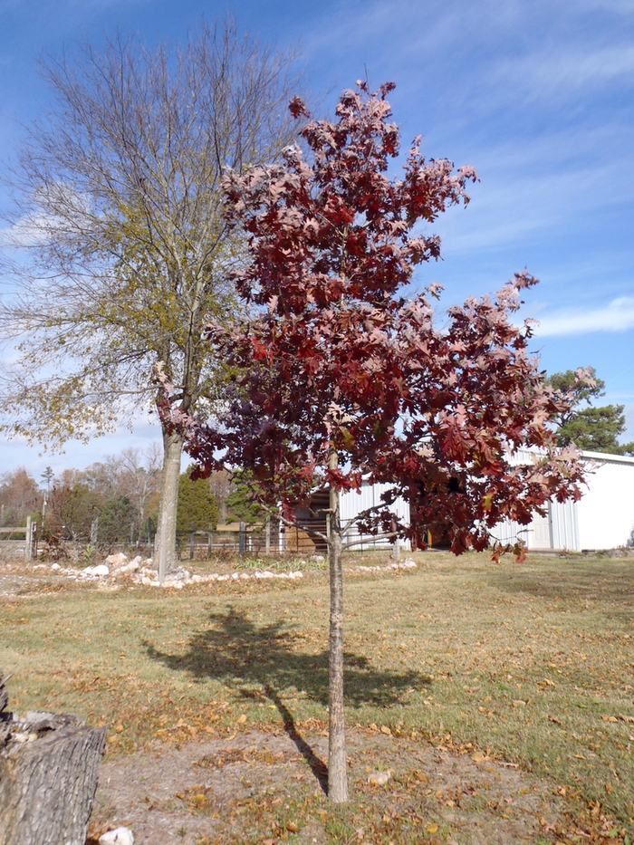 Young oak tree with red autumn leaves in grassy yard with barn in background