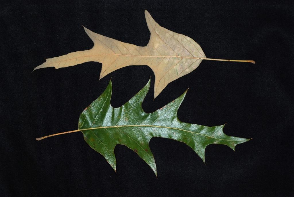Two deeply lobed oak leaves—one green, one brown—laid on black background