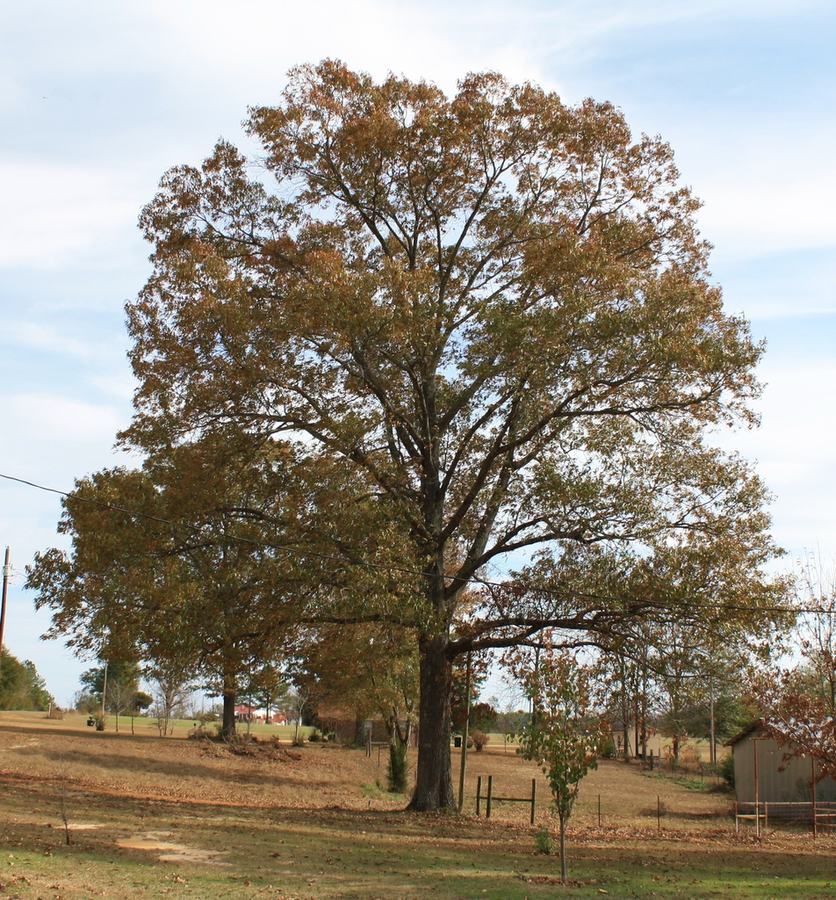 Large deciduous tree with brown leaves in a rural yard near a fence and outbuilding