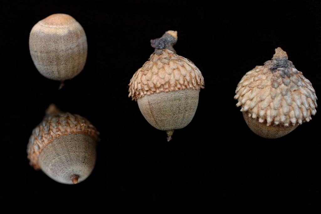 Four acorns with textured caps on black background