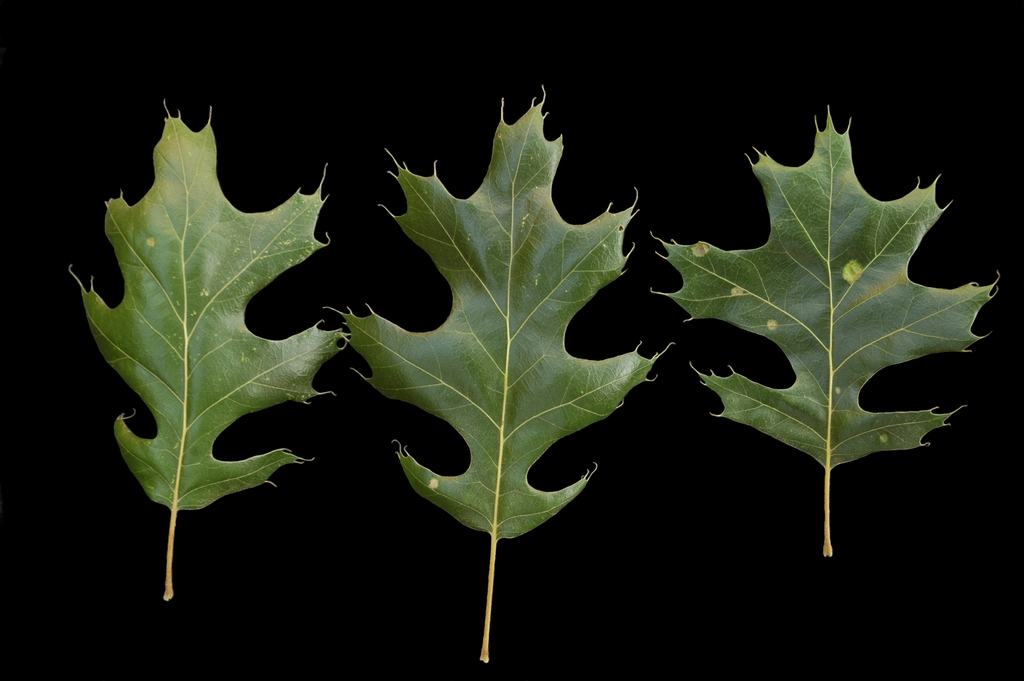 Three green oak leaves with deep lobes on a black background