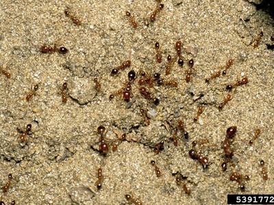 red imported fire ants on ant mound.
