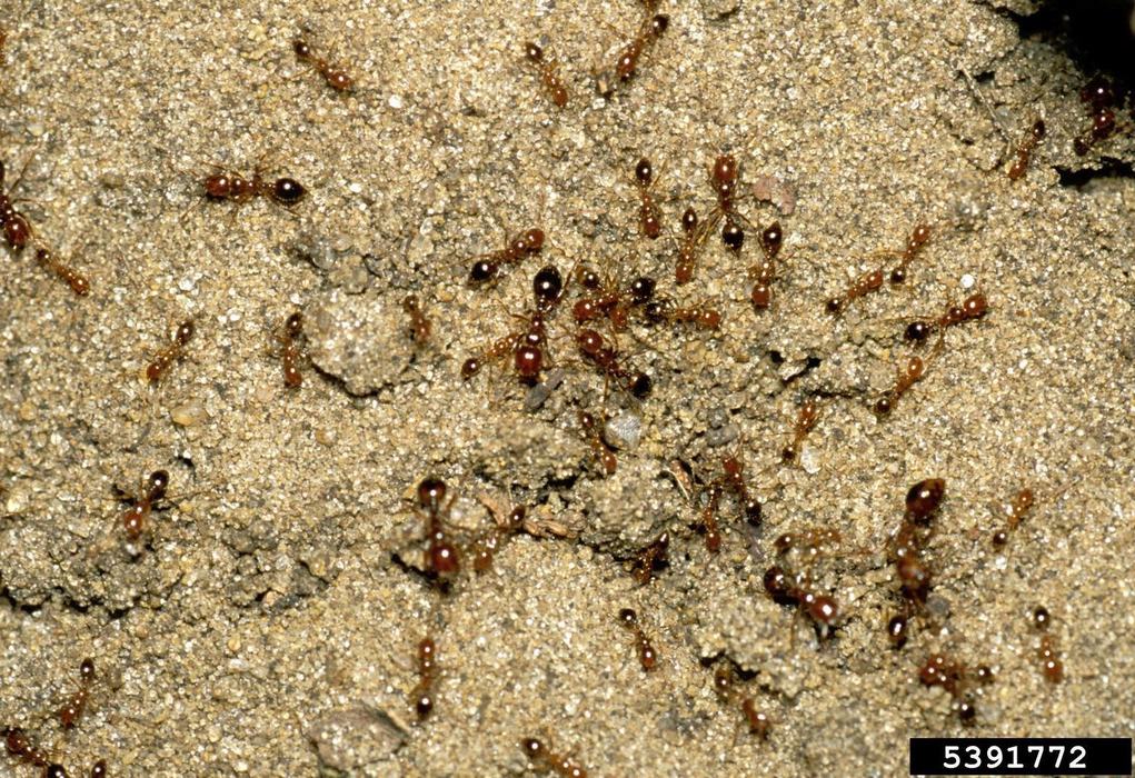 red imported fire ants on ant mound.