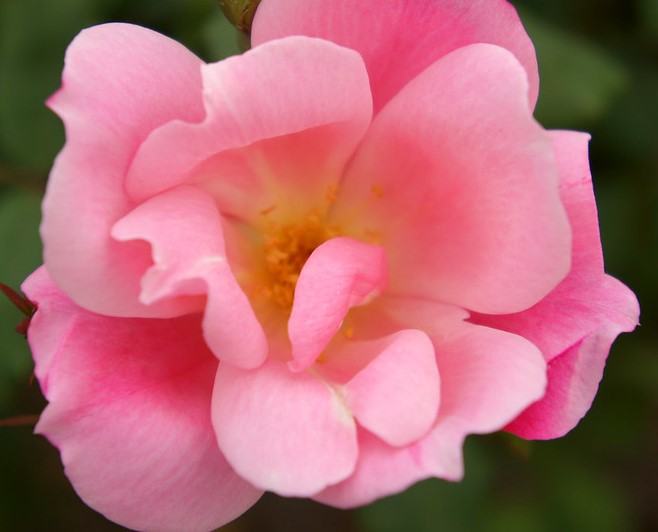 Pink semi-double rose flower