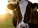 Black-and-white cow facing camera in a pasture at sunset with ear tag "2920"