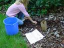 Child kneeling over garden bed collecting soil for soil sample. Next to them is a soil sample log and collection box.