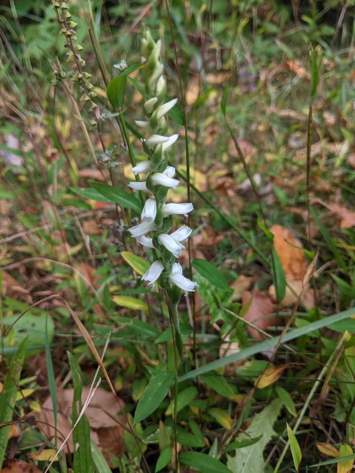White spiral orchid flowers along a vertical green stalk in grassy undergrowth