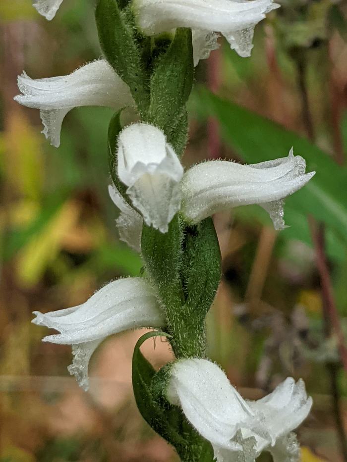 White tubular flowers spiraling around a green, fuzzy stem