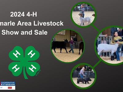 Children showing livestock in an arena
