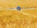 Self-propelled field sprayer applying spray across a golden cereal crop field