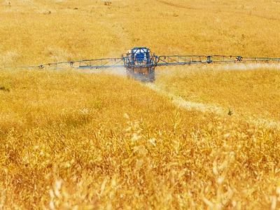 Self-propelled field sprayer applying spray across a golden cereal crop field