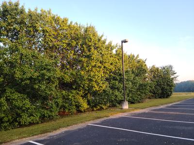 Allee of Callery Pears at the Extension Office
