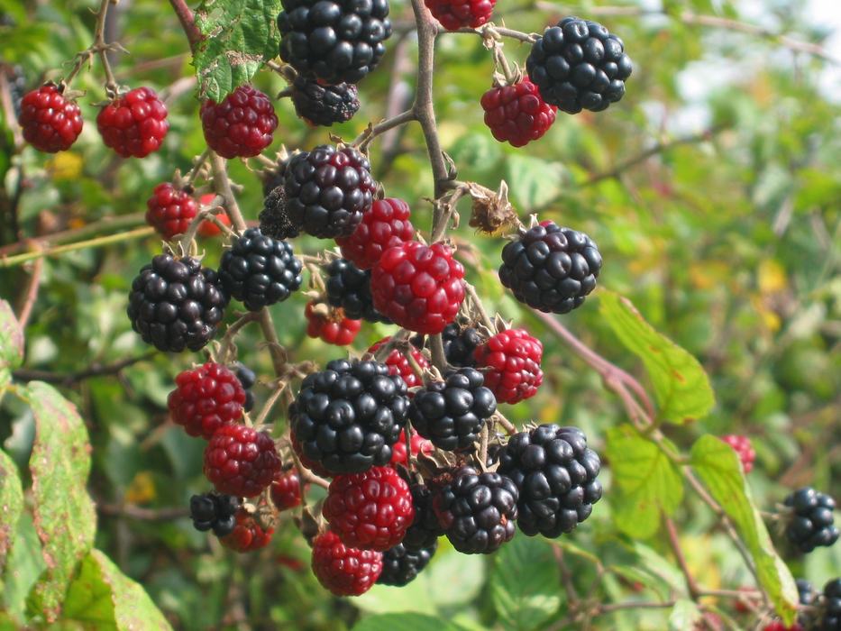 Blackberry fruit