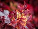 Red and yellow leaves with melting snow and visible water droplets
