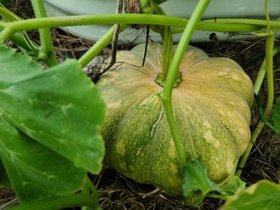 Chatham County Pumpkin - photo by Amanda Wilkins