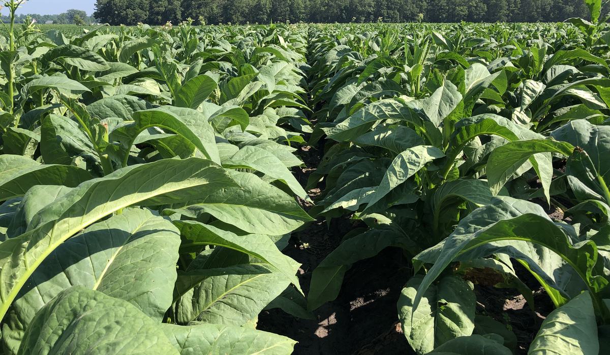 update flue cured tobacco settlement check 2023 Lewis Tobacco Settlement Update for Former Quota Holders - Pitt County  Center