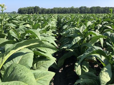Rows of mature tobacco plants growing in cultivated field under clear sky