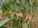 Several stalks of corn in a corn field