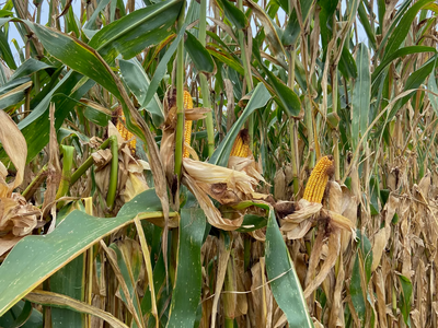Several stalks of corn in a corn field