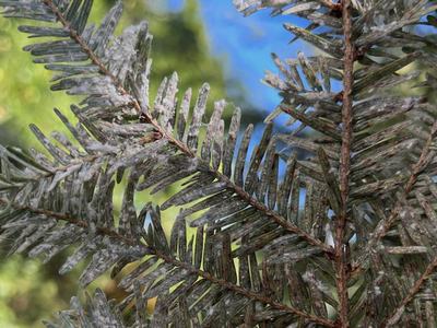 elongate hemlock scale