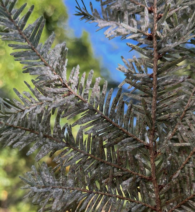 elongate hemlock scale