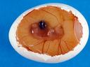 view of chicken egg peeled to reveal embryo