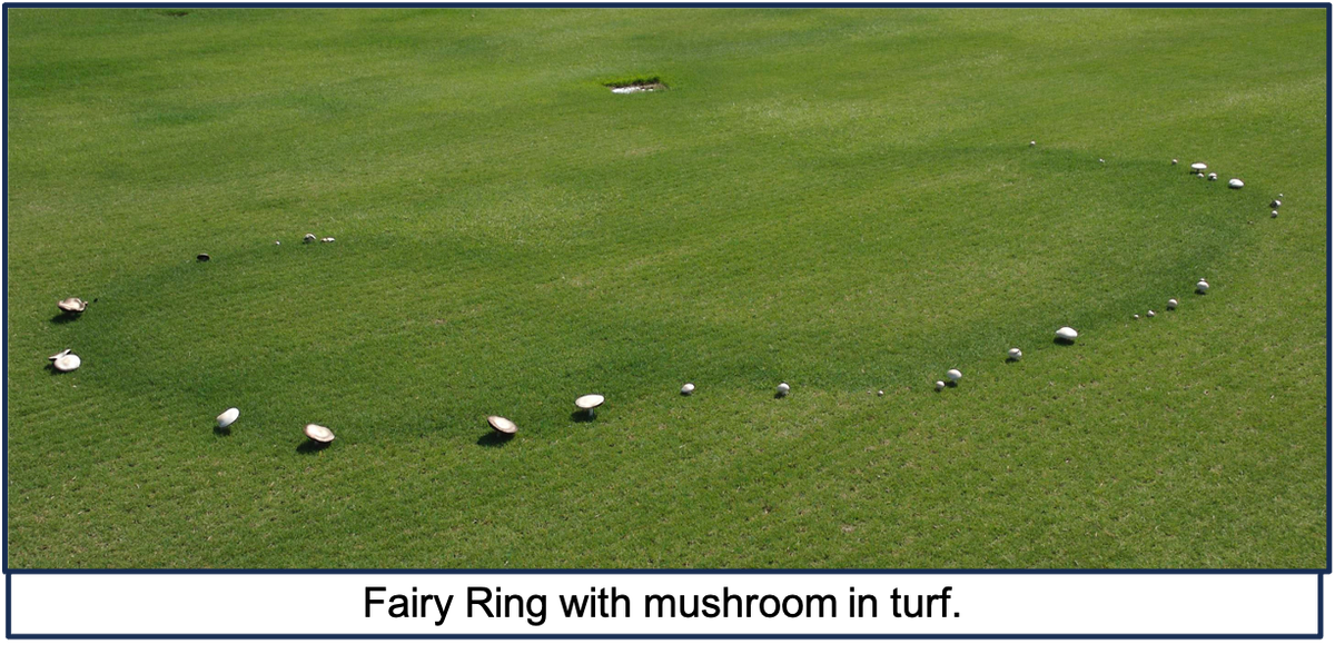 image of a fairy ring which shows a ring of small white mushrooms on green grass
