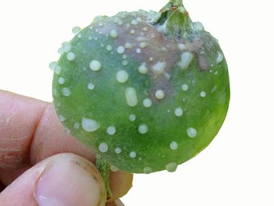 Hand holding a young apple with oozing lesions.