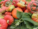 Pile of red-orange turban squash with green leaves