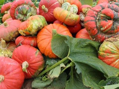 Pile of red-orange turban squash with green leaves