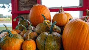 pile of pumpkin with stems. Some orange and some green and orange