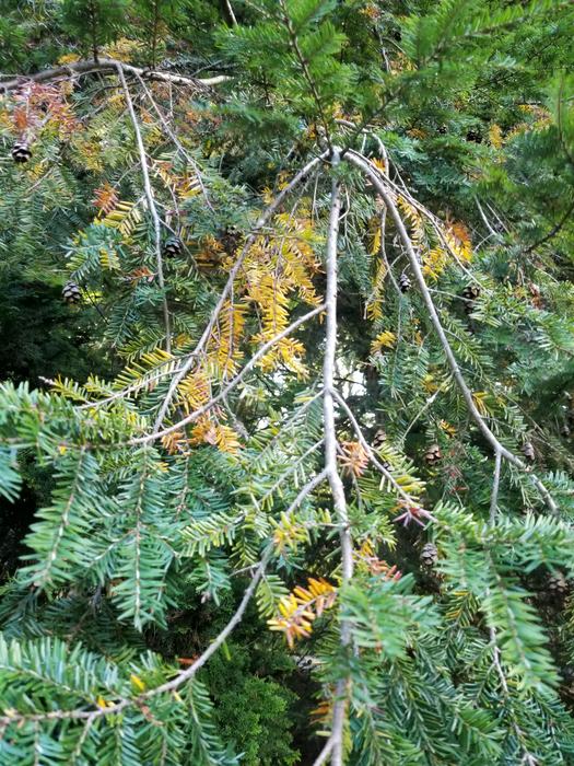 hemlock elongate scale