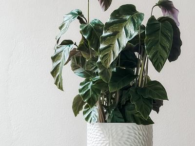 green plant in white pot