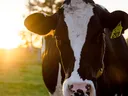 cow in field