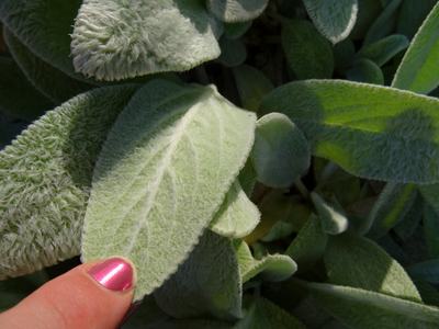 A finger stroking fuzzy soft leaves.