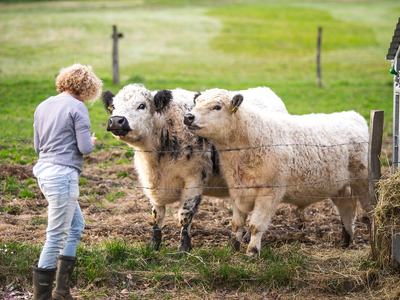 Person taking notes looking at cows
