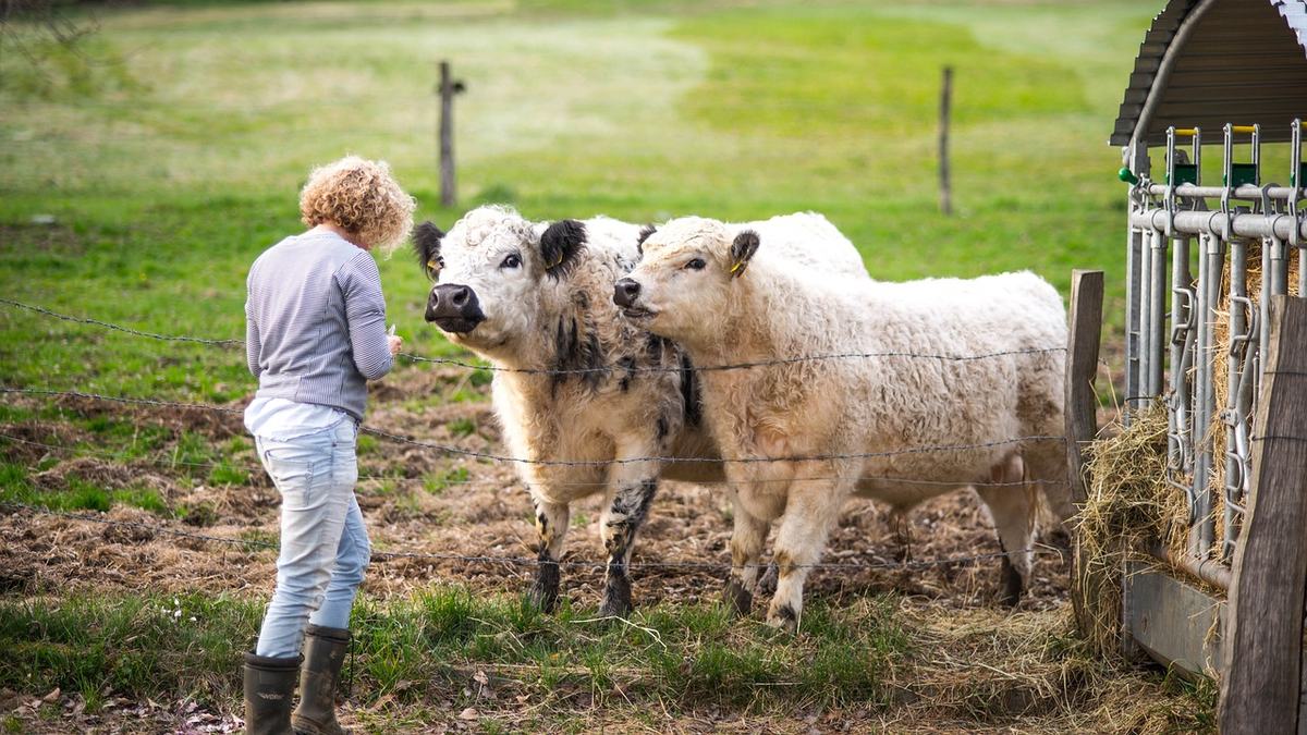 Person taking notes looking at cows
