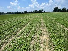 Small sesame plants emerging from soil