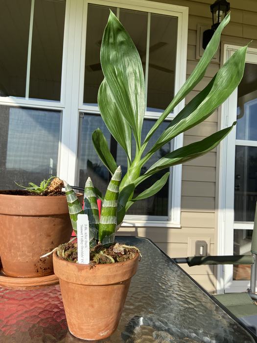 Potted orchid on table outside