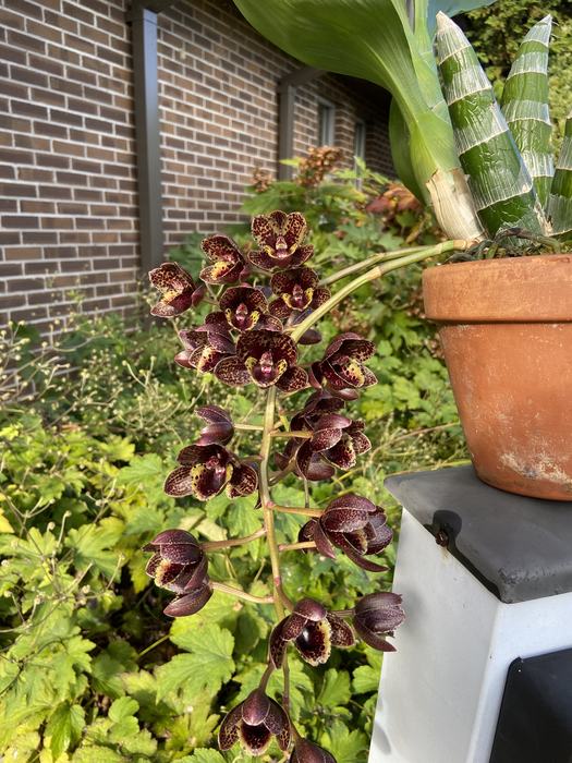 potted orchid is with flowers