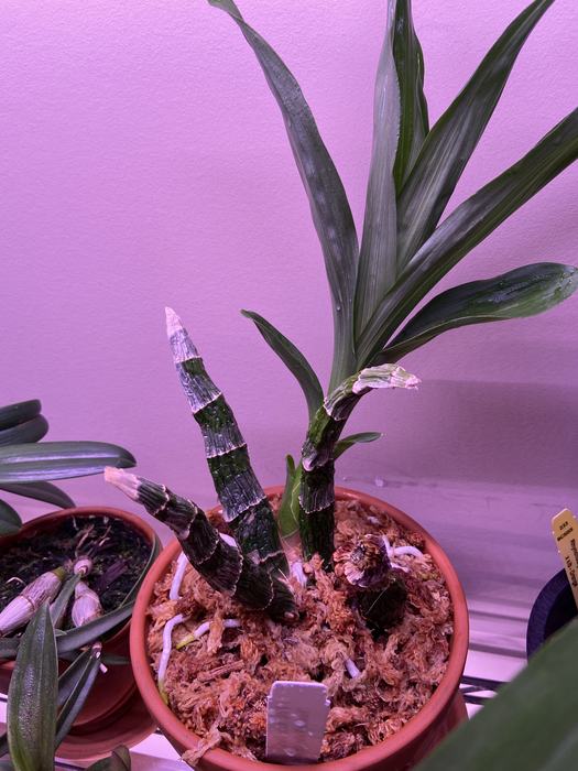 Potted orchid