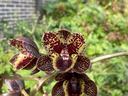 Dark red and yellow spotted orchids on a stem against a blurred garden background