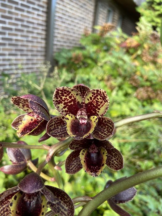 orchid flower